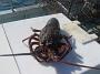 Tuncurry-PhilRoach 034